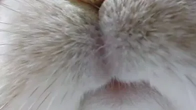 JP TWITTER PORN VIDEOS 00143059