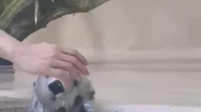 JP TWITTER PORN VIDEOS 00153510