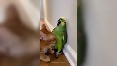 KR TWITTER PORN VIDEOS 00015540