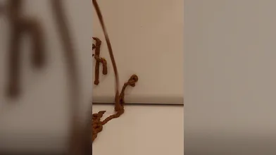 KR TWITTER PORN VIDEOS 00098732