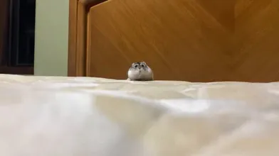 KR TWITTER PORN VIDEOS 00124437