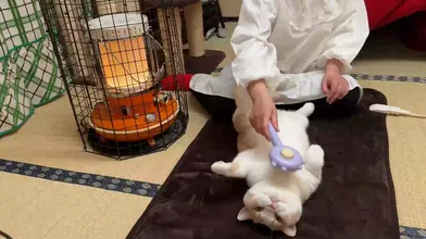 JP TWITTER PORN VIDEOS 00210166