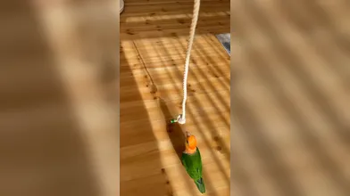 JP TWITTER PORN VIDEOS 00181629