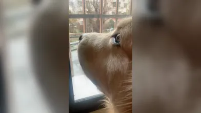 KR TWITTER PORN VIDEOS 00124614