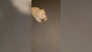 KR TWITTER PORN VIDEOS 00086915