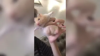 KR TWITTER PORN VIDEOS 00035473