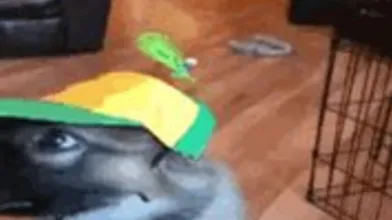 KR TWITTER PORN VIDEOS 00112701