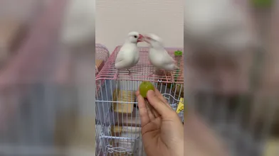 KR TWITTER PORN VIDEOS 00087035