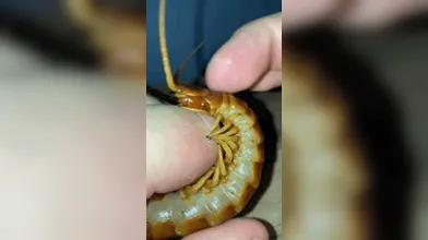 KR TWITTER PORN VIDEOS 00048481