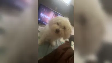 KR TWITTER PORN VIDEOS 00061462