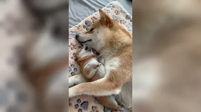 KR TWITTER PORN VIDEOS 00061438
