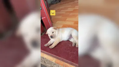 KR TWITTER PORN VIDEOS 00074337