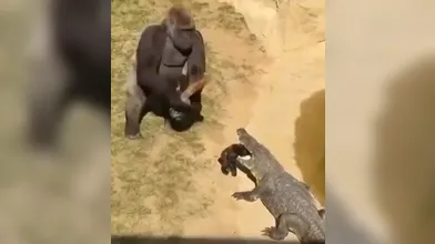 KR TWITTER PORN VIDEOS 00005939