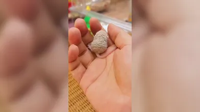 KR TWITTER PORN VIDEOS 00184609