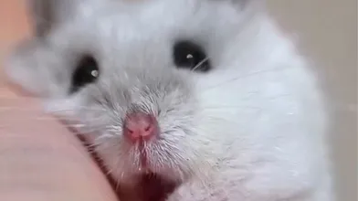 KR TWITTER PORN VIDEOS 00084341