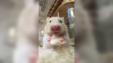 KR TWITTER PORN VIDEOS 00084333
