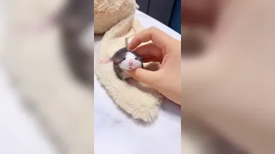KR TWITTER PORN VIDEOS 00097552