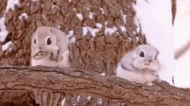 KR TWITTER PORN VIDEOS 00006802