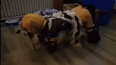 KR TWITTER PORN VIDEOS 00059799