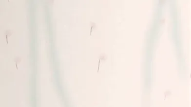 KR TWITTER PORN VIDEOS 00047122
