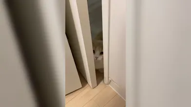 KR TWITTER PORN VIDEOS 00007337