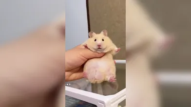 KR TWITTER PORN VIDEOS 00082978