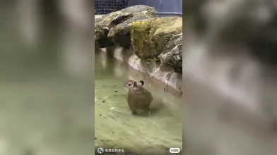 KR TWITTER PORN VIDEOS 00094834